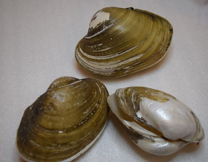 Shell, Mussel;Shell, Mussel