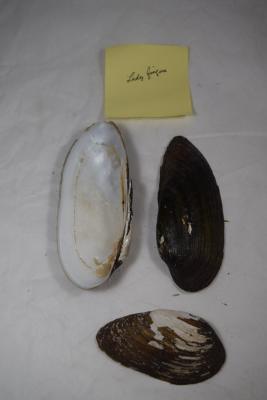 Shell, Mussel;Shell, Mussel