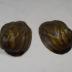 Shell, Mussel;Shell, Mussel
