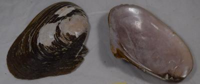 Shell, Mussel;Shell, Mussel