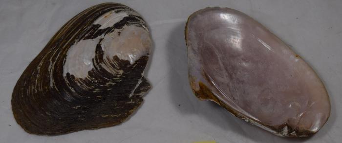 Shell, Mussel;Shell, Mussel