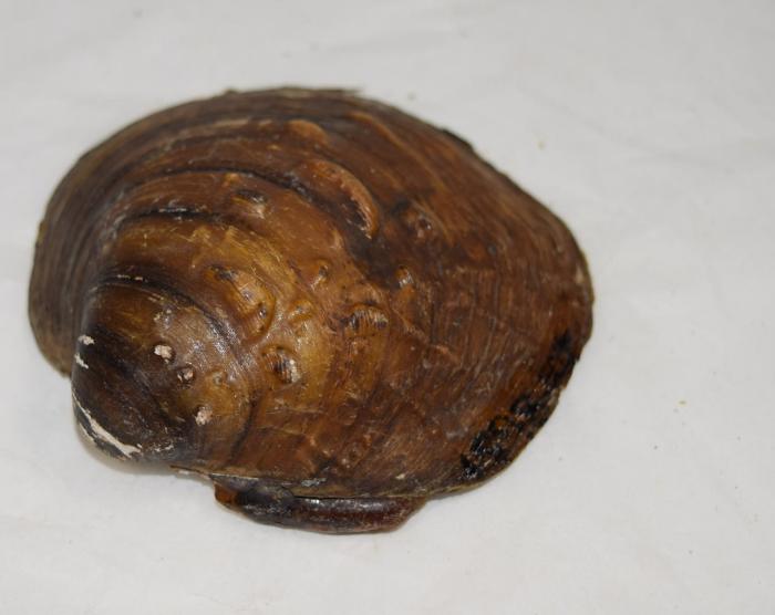 Shell, Mussel;Shell, Mussel