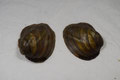 Shell, Mussel;Shell, Mussel