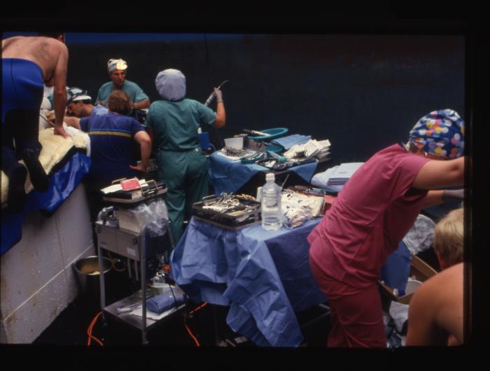 Beluga Whale Procedure