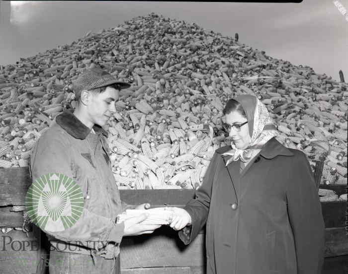 Bumper corn crop harvest on Scnetzer farm. Leven Township, Pope County, Minnesota 