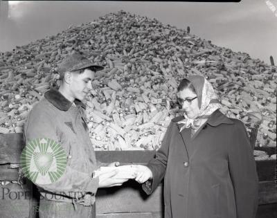 Bumper corn crop harvest on Scnetzer farm. Leven Township, Pope County, Minnesota 