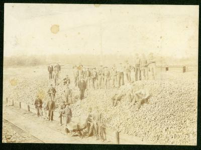Sugar Beet Factory, Workers on Beet Pile