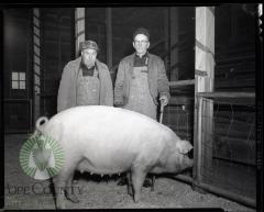 George Wendlund with Champion Chester White. Glenwood, Minnesota