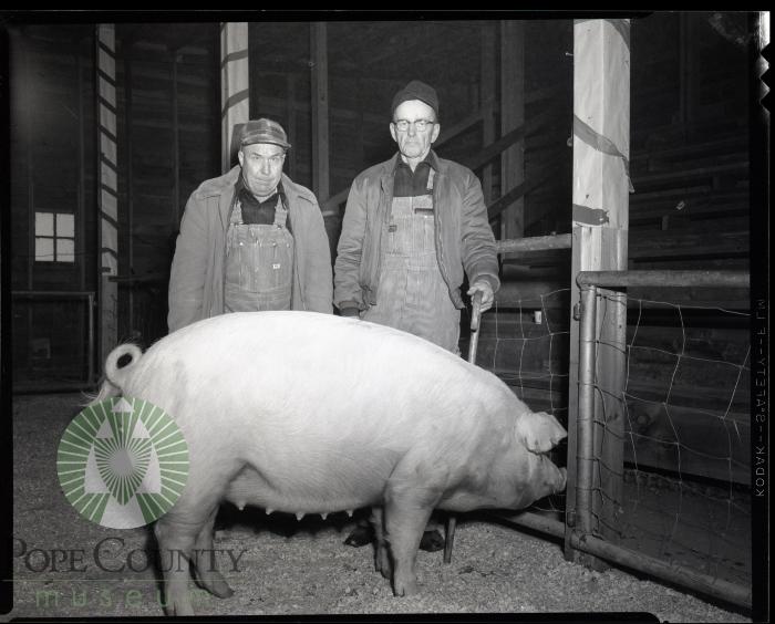 George Wendlund with Champion Chester White. Glenwood, Minnesota