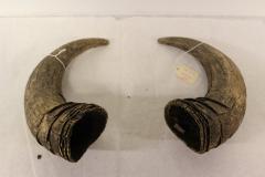 Horns, Buffalo, one pair