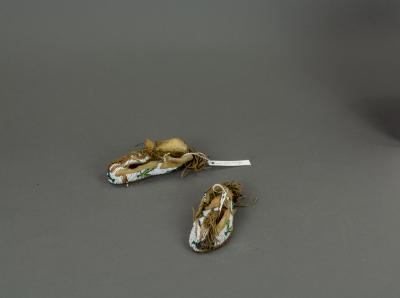 Moccasin