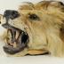 Pelt