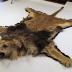 Pelt