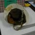 Fire Chief Helmet from White Bear Lake Fire Department