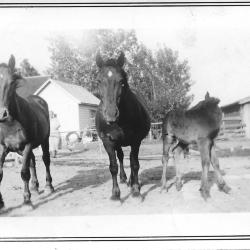 Photo of three horses at the Charles Kramer farm