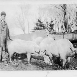 Photo of Charles Kramer with pigs