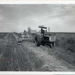 Harvesting Grain