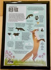 Carnivore Facts - Red Fox: Poster