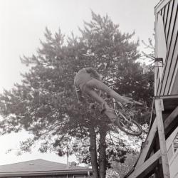 Photo Negative: July 14, 1982, issue of Maplewood Review