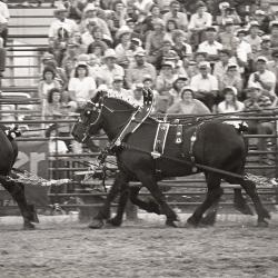 Photo Negative: July 14, 1982, issue of Maplewood Review