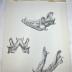 Drawing, Anatomical