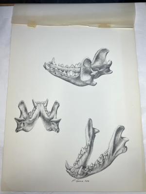 Drawing, Anatomical