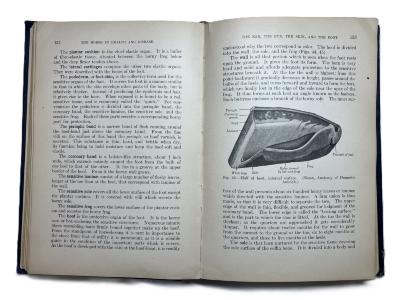 The Horse In Health And Disease