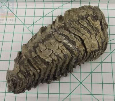 Mammoth Tooth