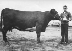 Fair-People: Jerry Lavoi with cow.