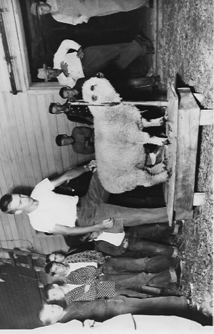 Fair-People: Alden Lorentz with sheep