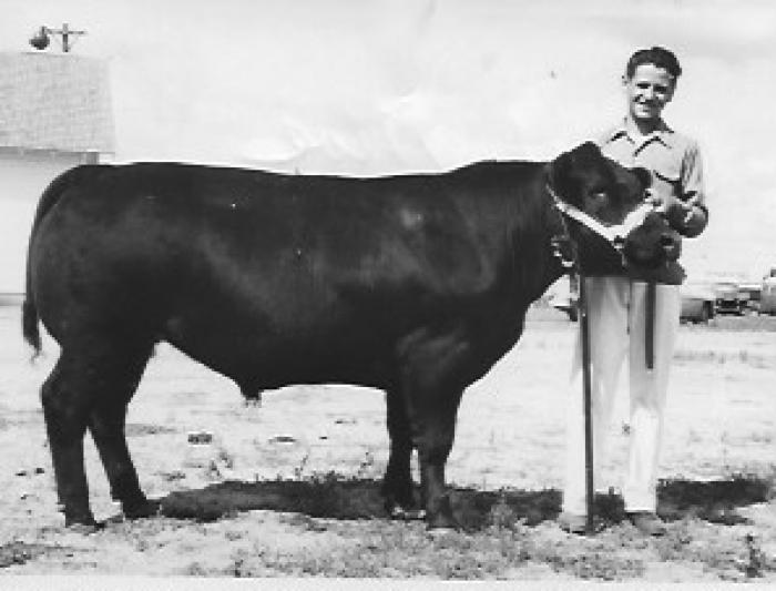 Fair-People: Chuck Moe showing his bull at fair