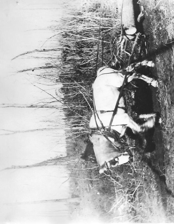 Logging - horse pulling logs