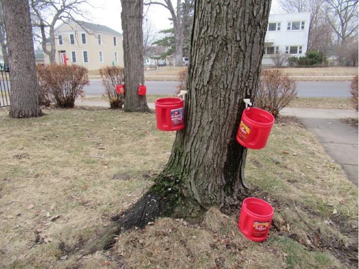 Maple Trees Tapped for Syrup