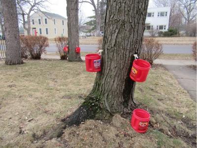 Maple Trees Tapped for Syrup