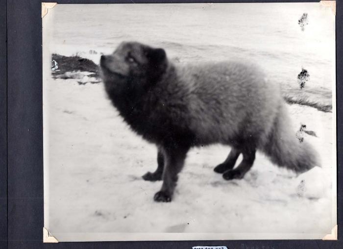 Blue fox, Attu Island, Alaska