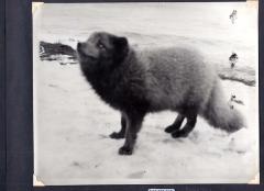 Blue fox, Attu Island, Alaska