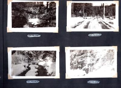4 photos of woods scenery