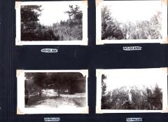 4 photos of woods scenery