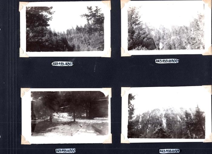 4 photos of woods scenery