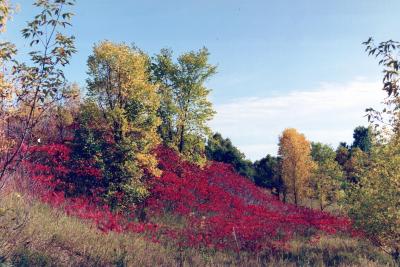 Photograph, Color