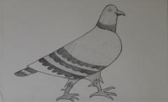 Drawing