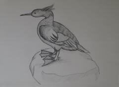 Drawing