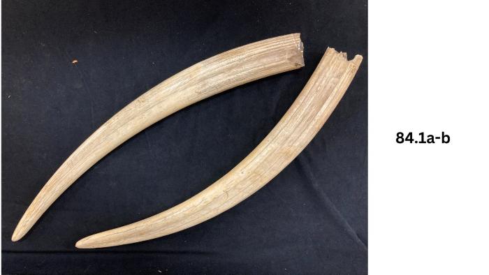 2 walrus tusks
