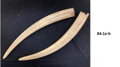2 walrus tusks