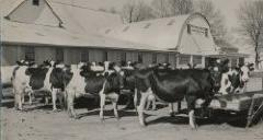 Walter Schultz Dairy Farm