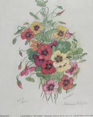 Print: Nasturtiums 