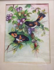 Watercolor: Orioles