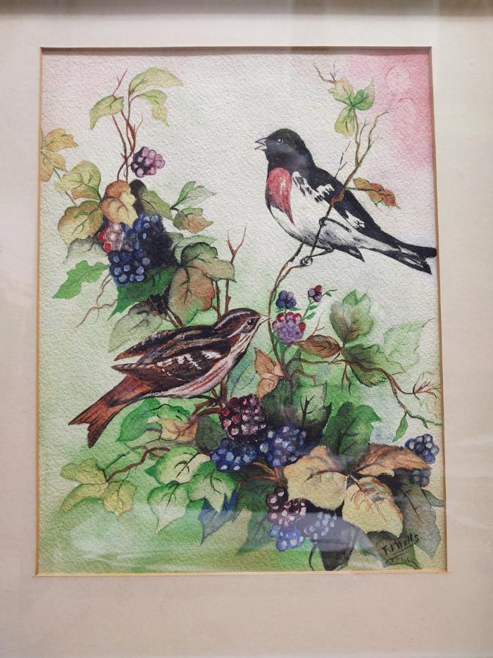 Watercolor: Grossbeaks