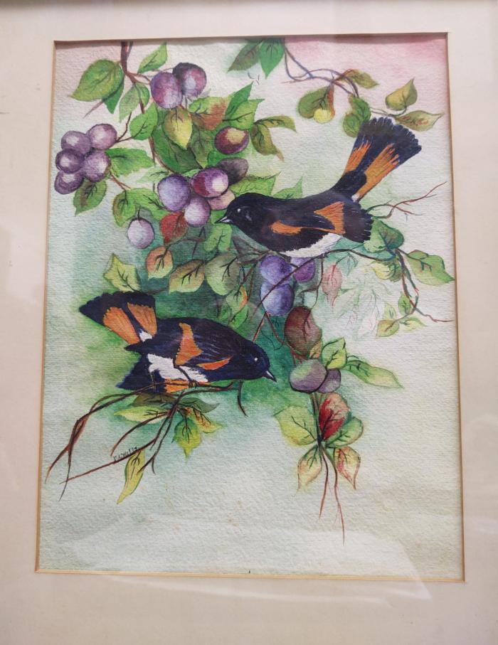 Watercolor: Orioles