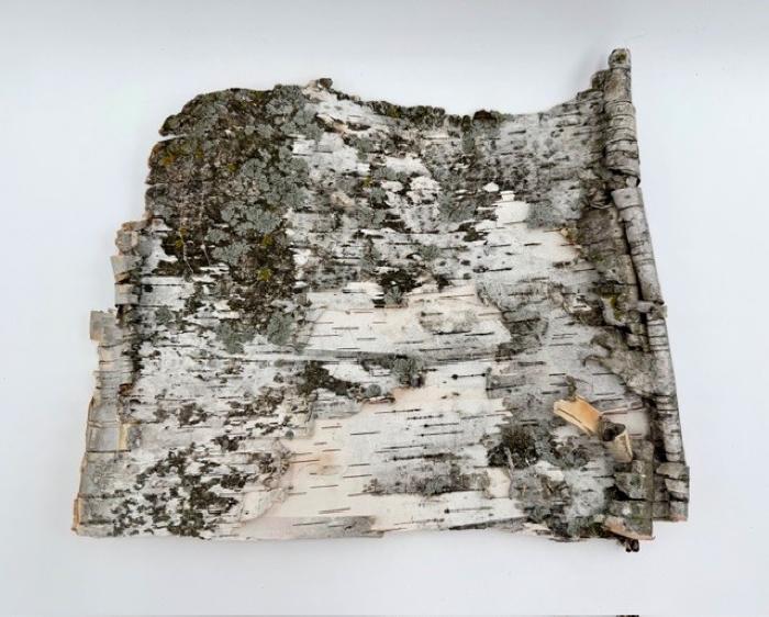Birch Bark: Bark